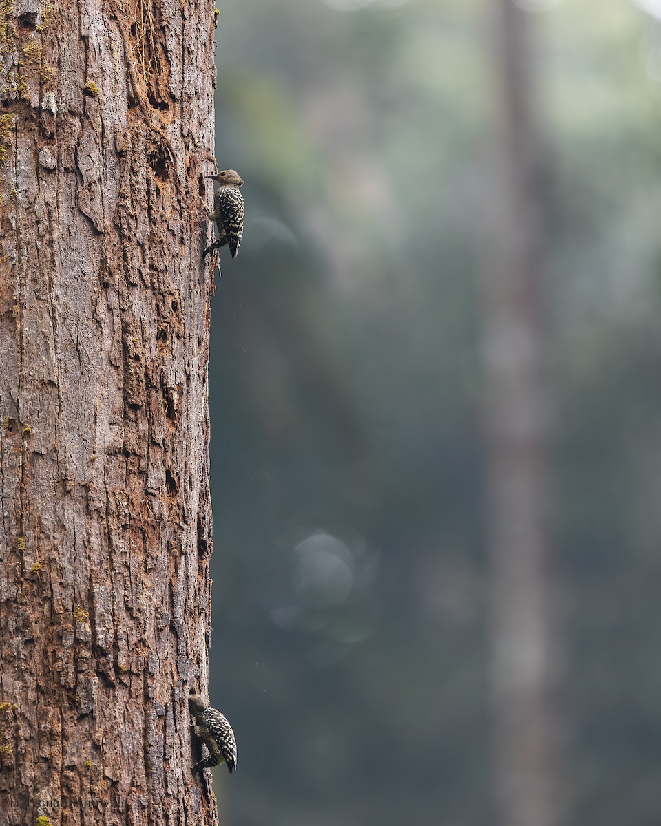 Buff-rumped Woodpecker - ML644137475