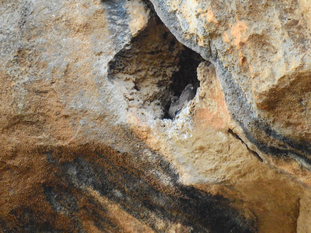 Faucon crécerelle - ML644137492