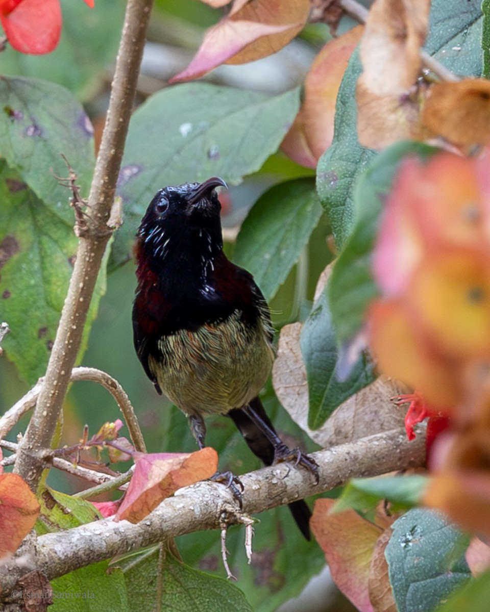 Kara Gerdanlı Nektarkuşu - ML644137494