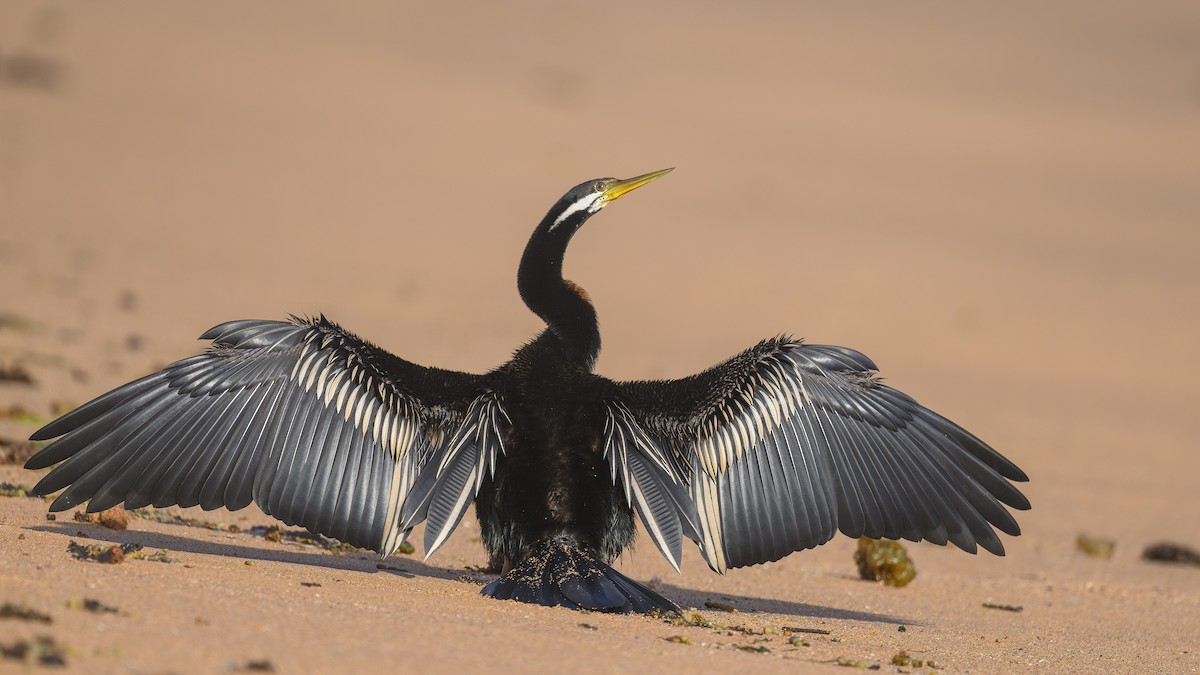 Anhinga d'Australie - ML644137506
