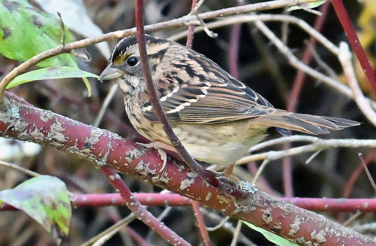 Bruant à gorge blanche - ML644137507