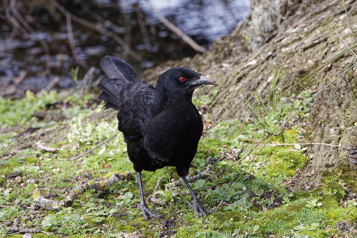 Corbicrave leucoptère - ML644137532