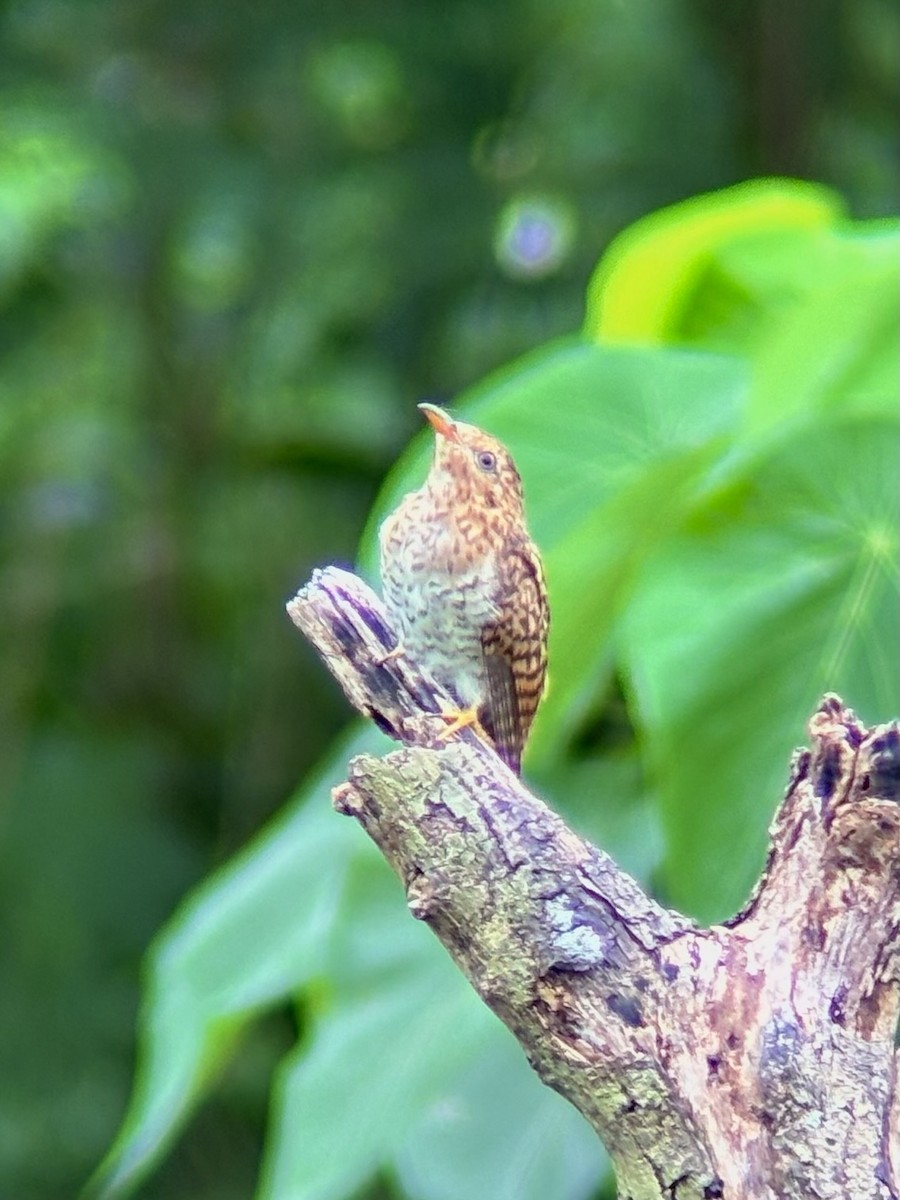 Plaintive Cuckoo - ML644137537