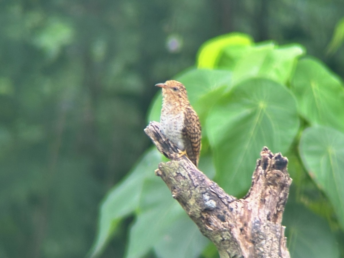 Plaintive Cuckoo - ML644137538