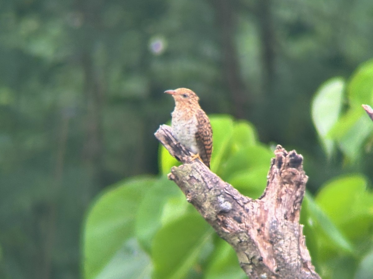 Plaintive Cuckoo - ML644137539