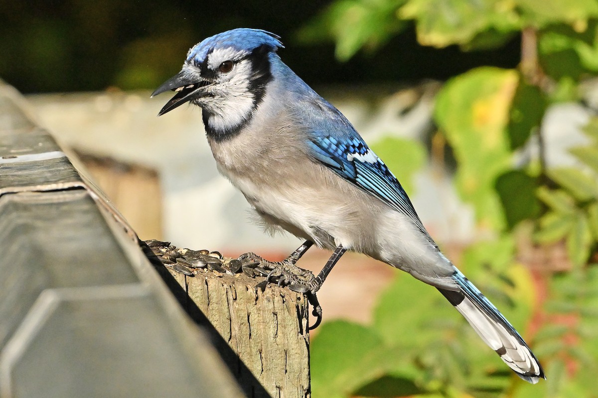 Geai bleu - ML644137540