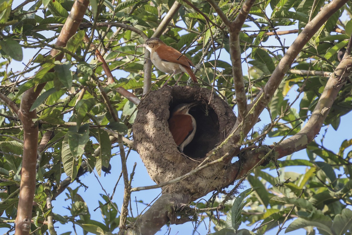 kanelryggovnfugl - ML644137562