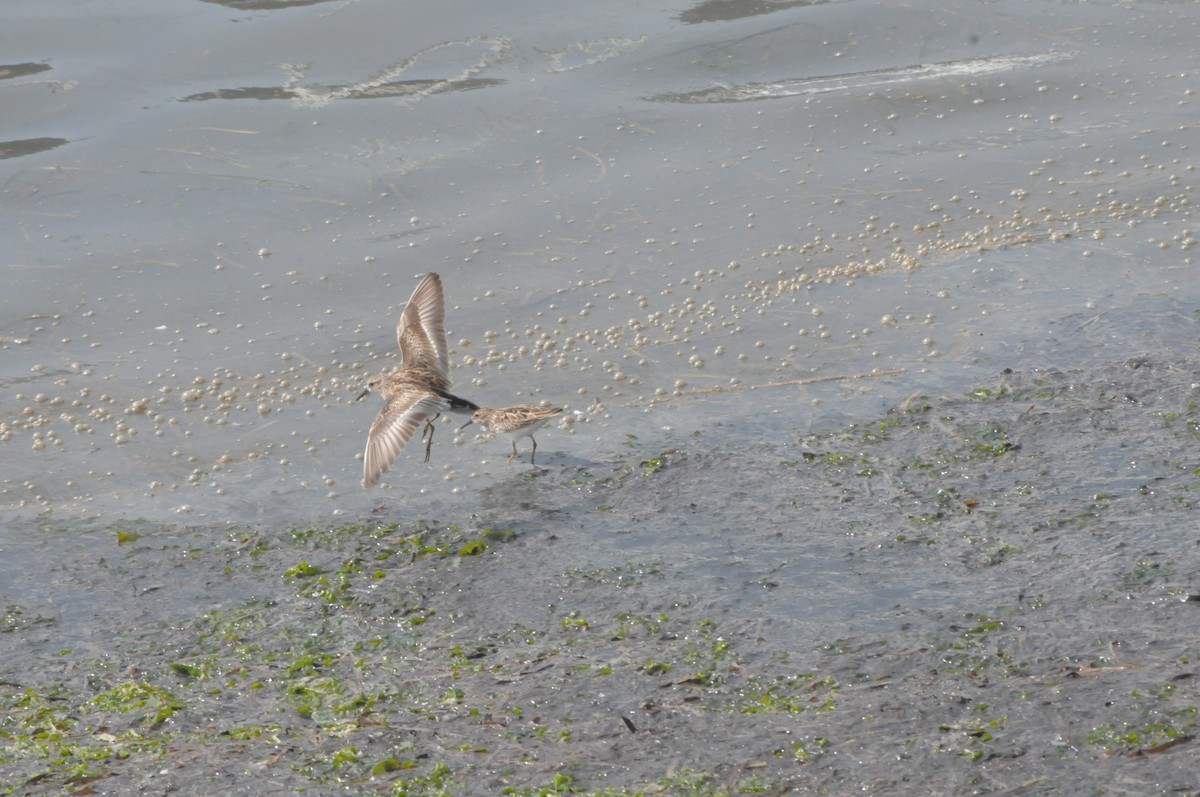 Least Sandpiper - ML644137563
