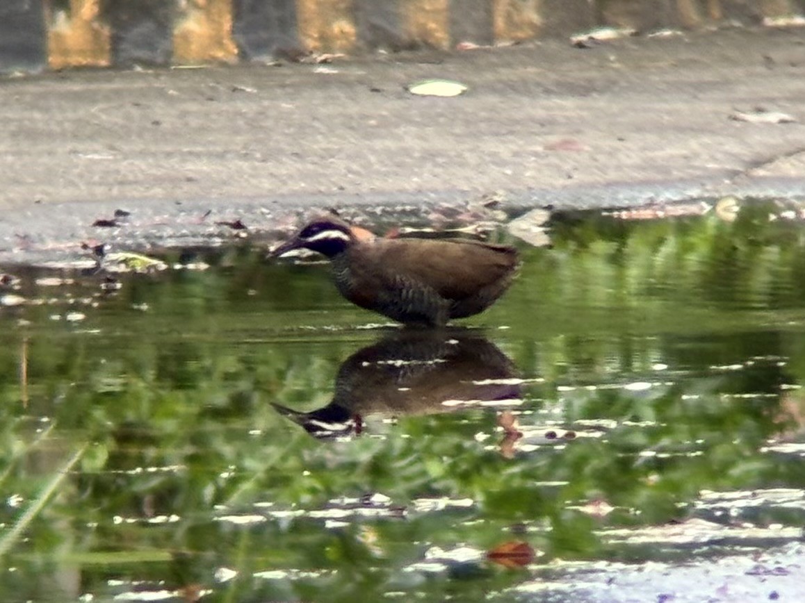 ムナオビクイナ - ML644137566