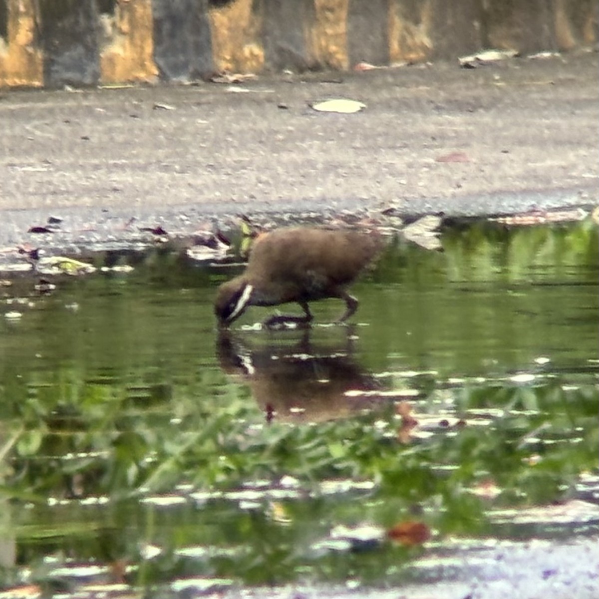 ムナオビクイナ - ML644137567