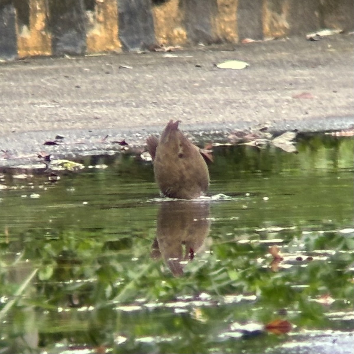 ムナオビクイナ - ML644137568