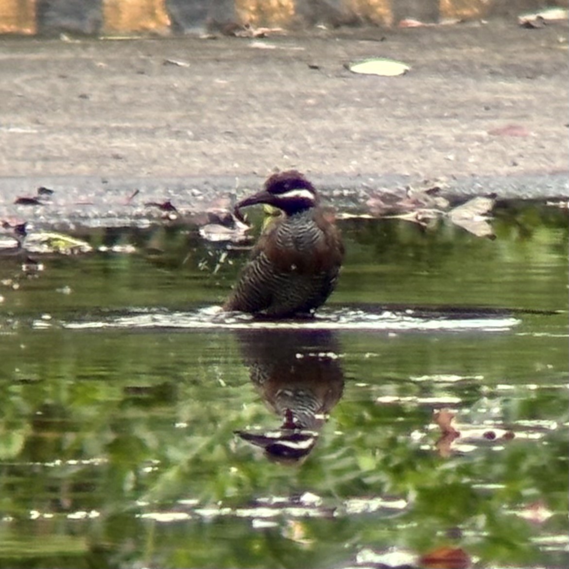 ムナオビクイナ - ML644137569