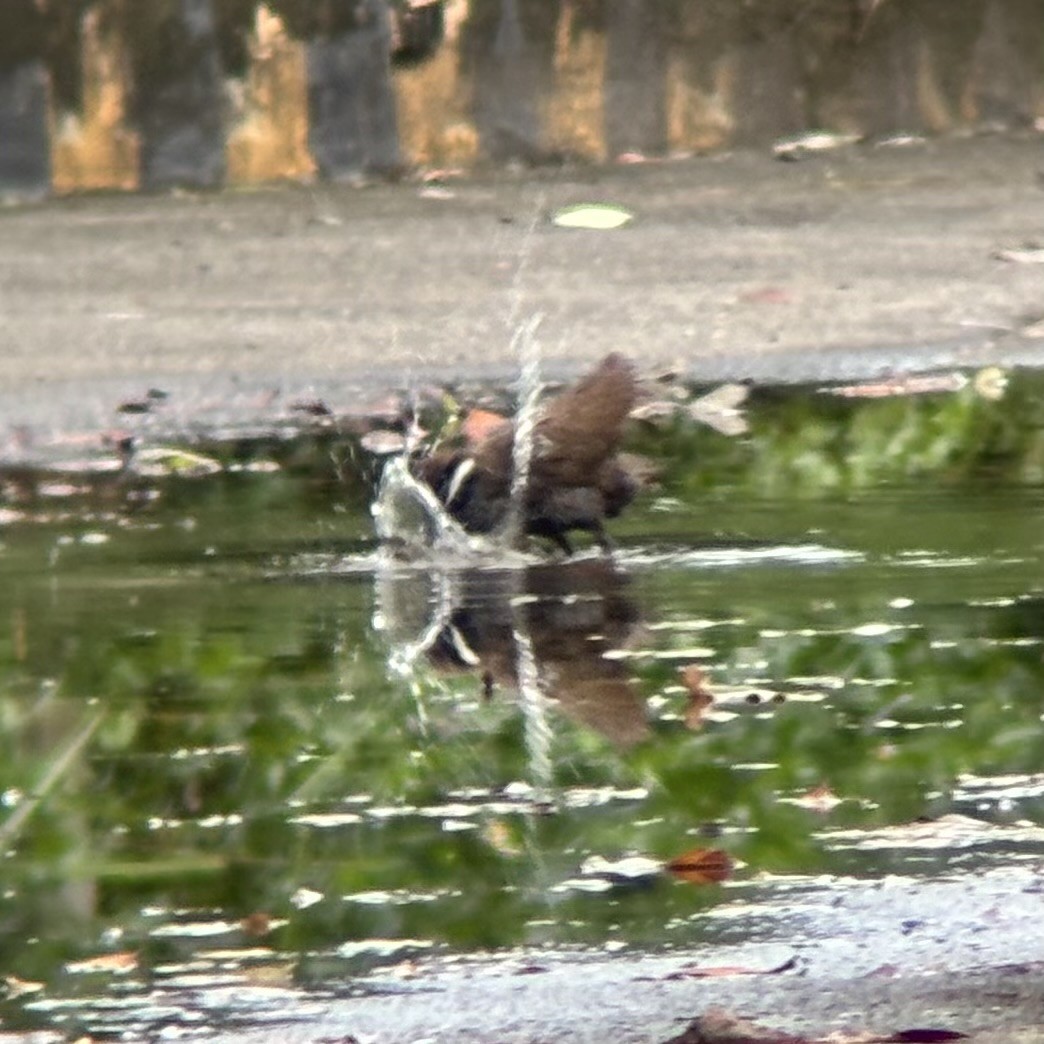 ムナオビクイナ - ML644137570