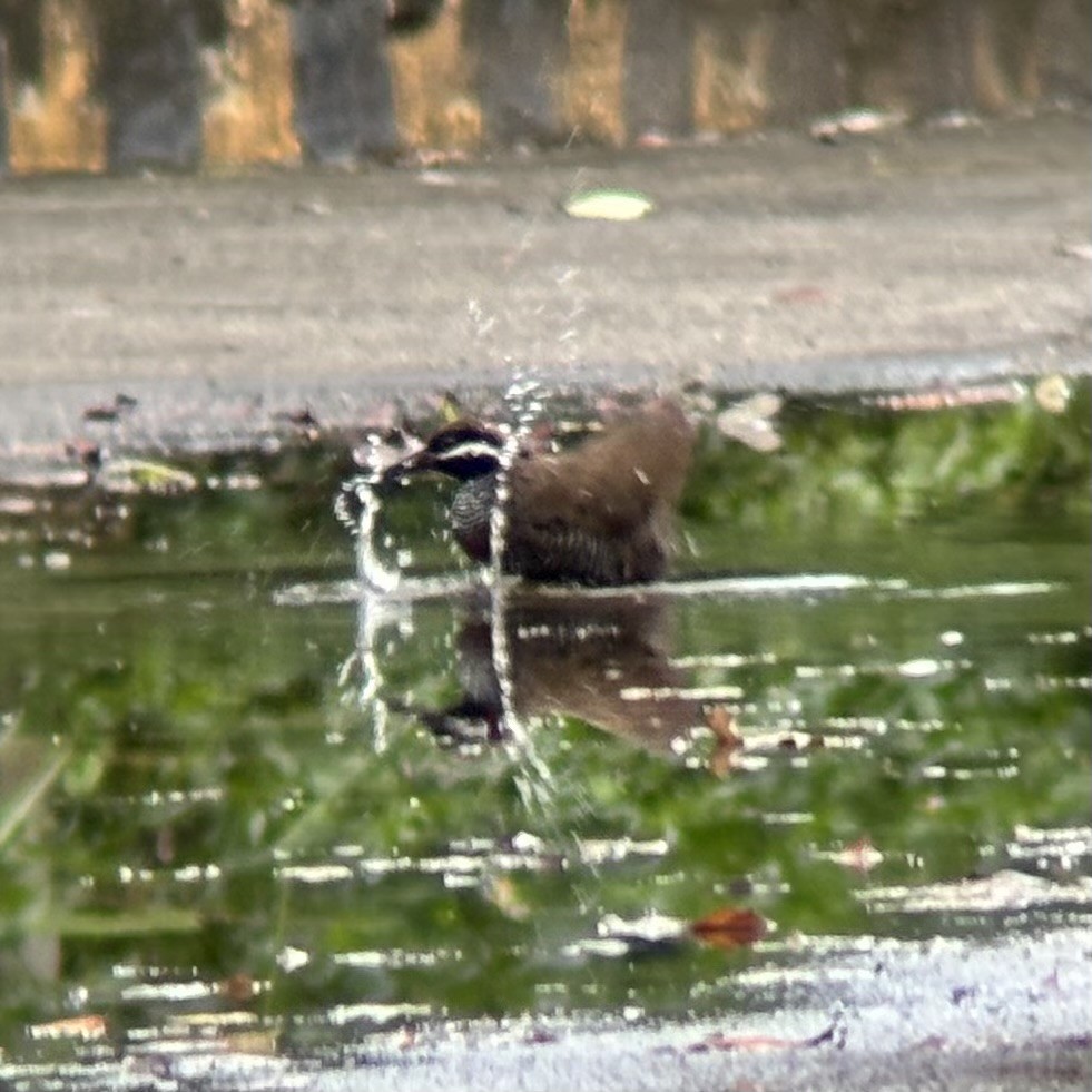 ムナオビクイナ - ML644137571