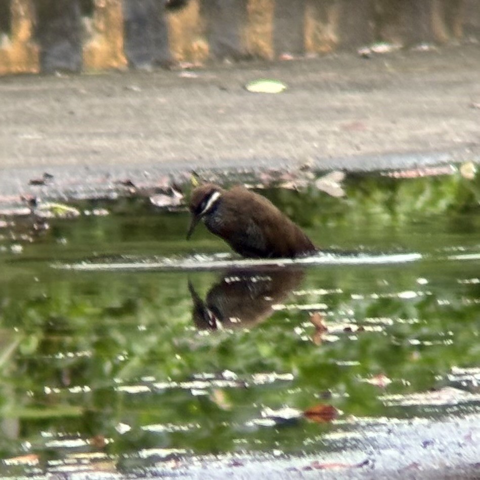 ムナオビクイナ - ML644137572