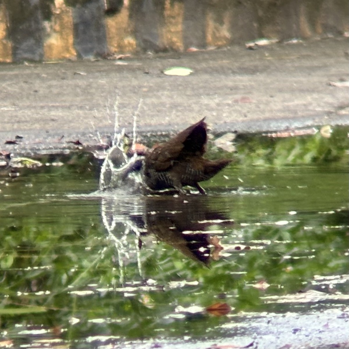 ムナオビクイナ - ML644137573