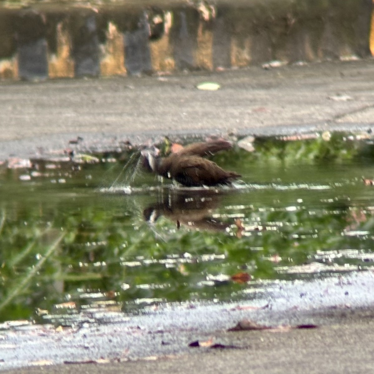 ムナオビクイナ - ML644137574