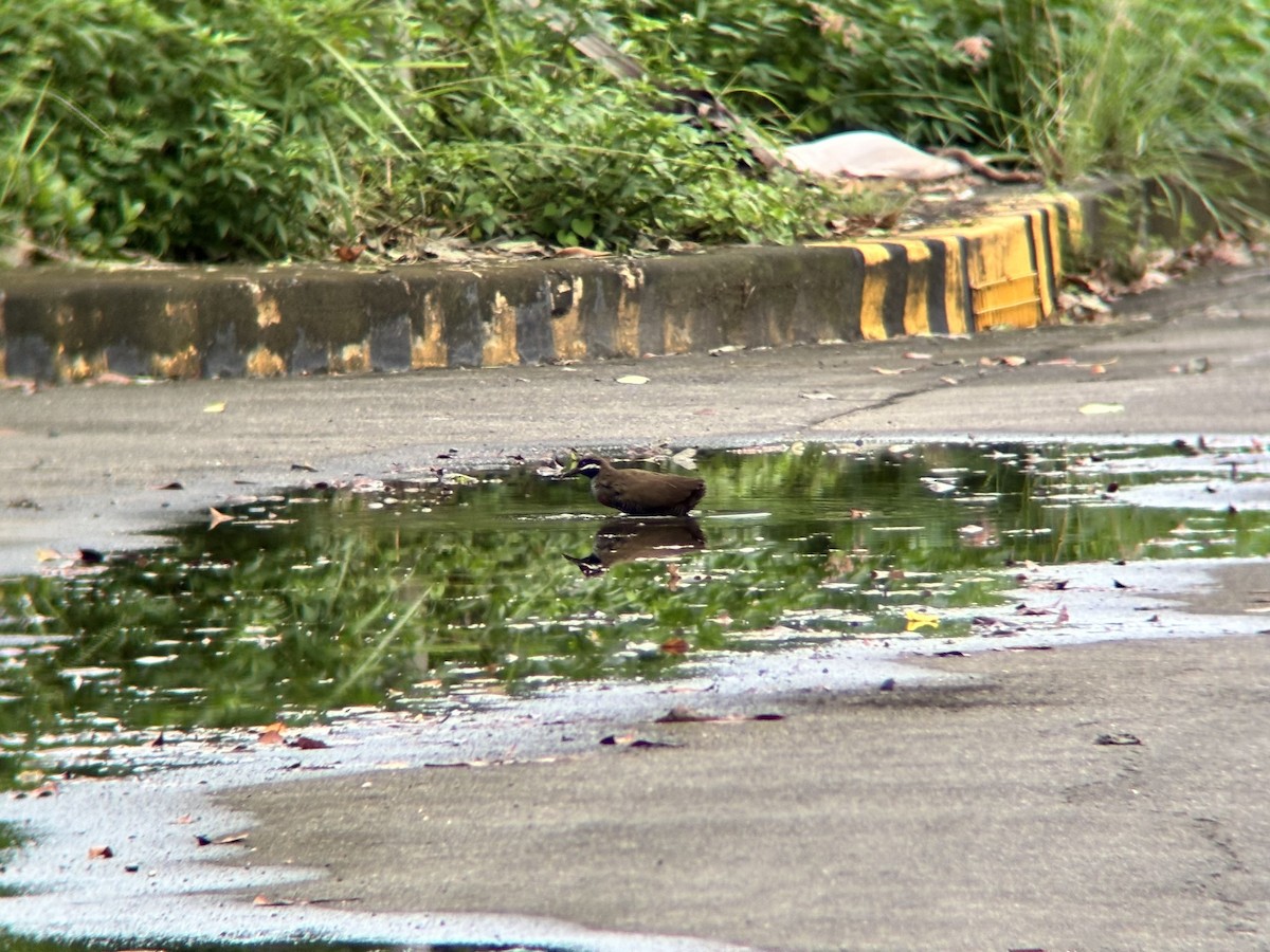 ムナオビクイナ - ML644137575