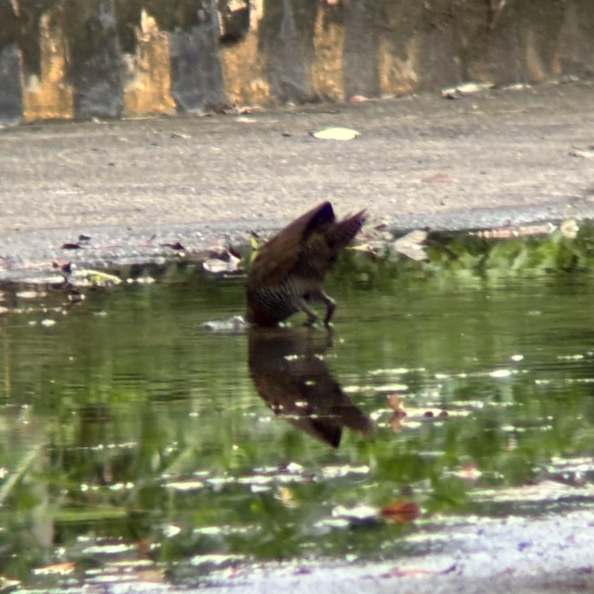 ムナオビクイナ - ML644137576