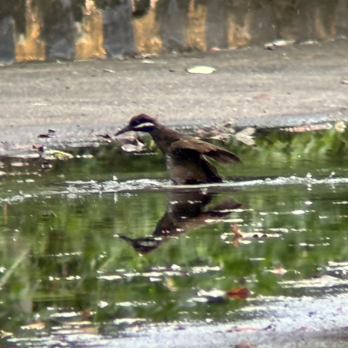 ムナオビクイナ - ML644137577