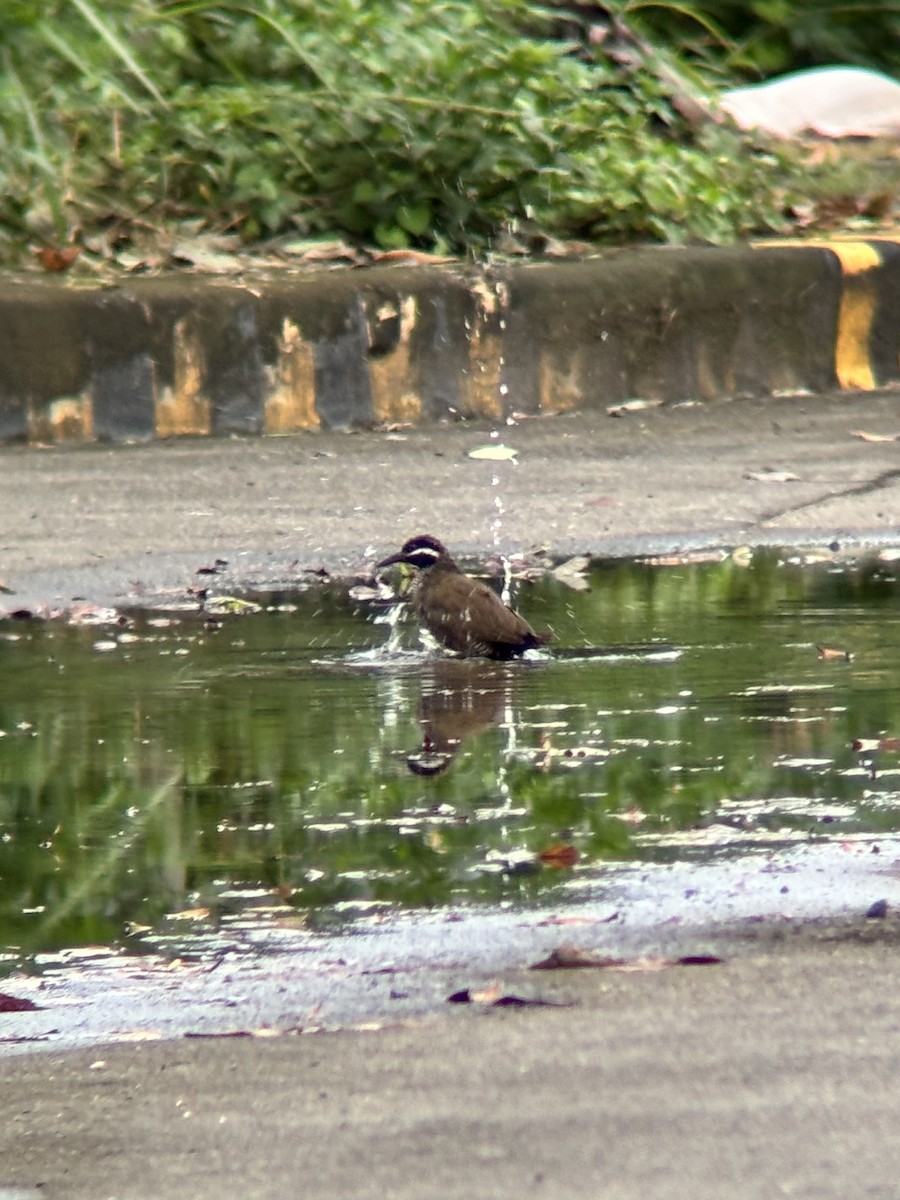 ムナオビクイナ - ML644137578