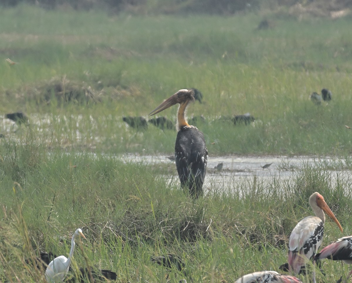 Lesser Adjutant - ML644137596