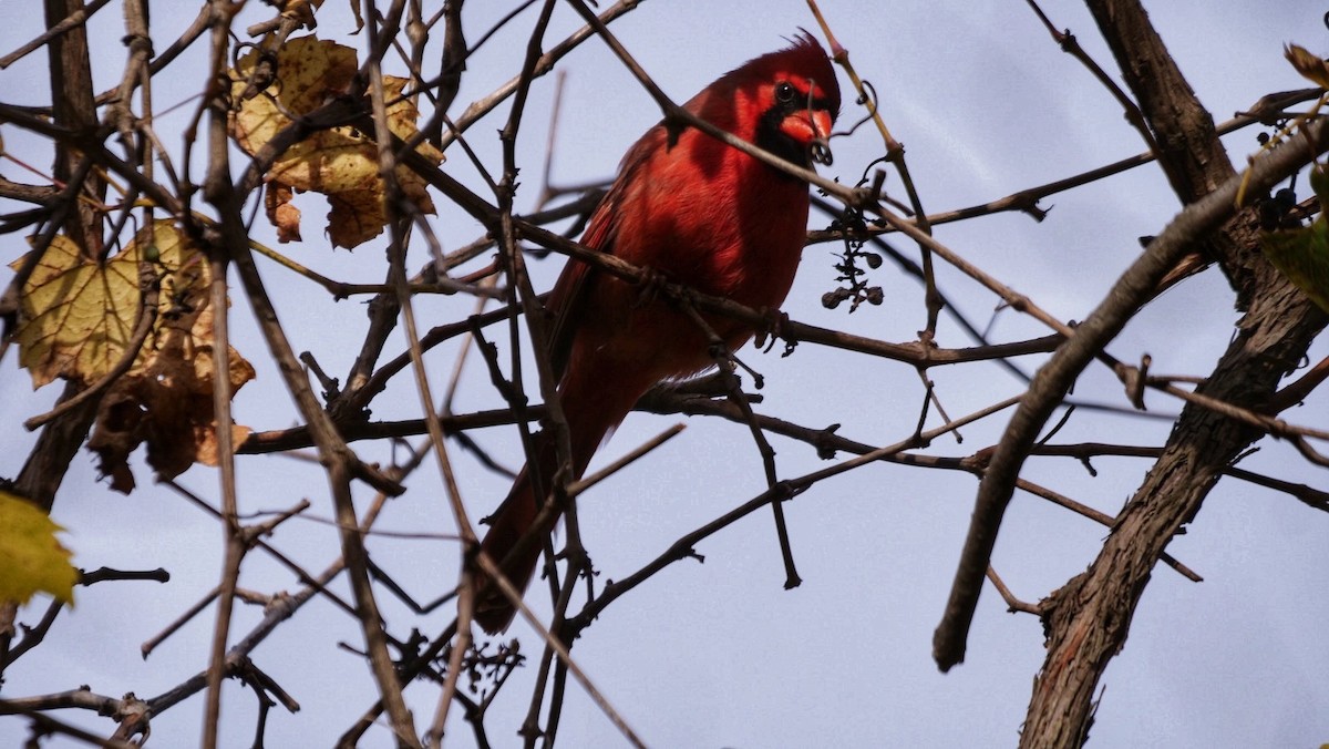 Northern Cardinal - ML644137602
