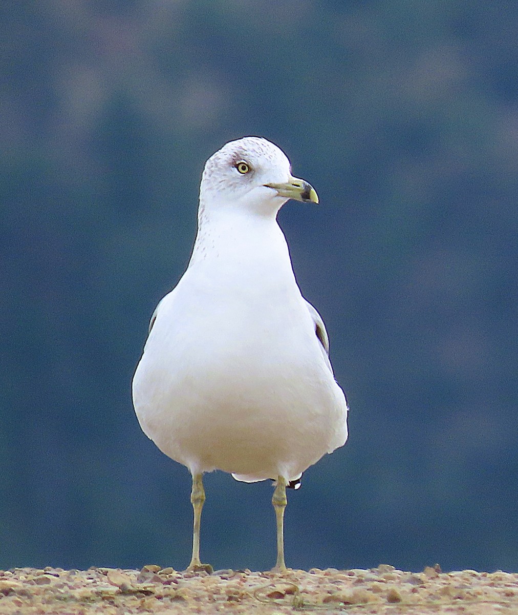 Ring-billed Gull - ML644137622