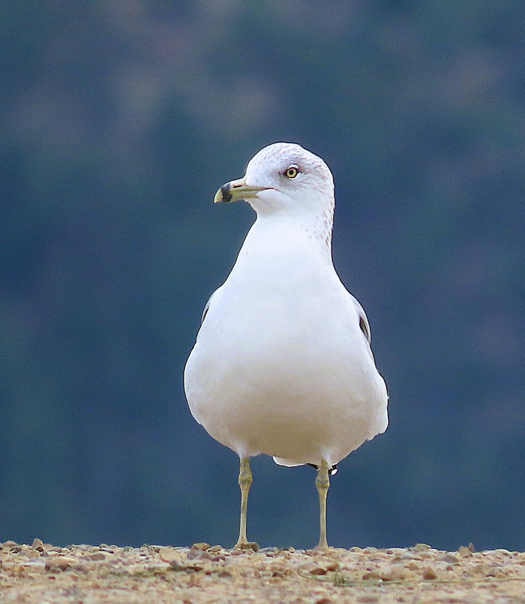 Ring-billed Gull - ML644137624