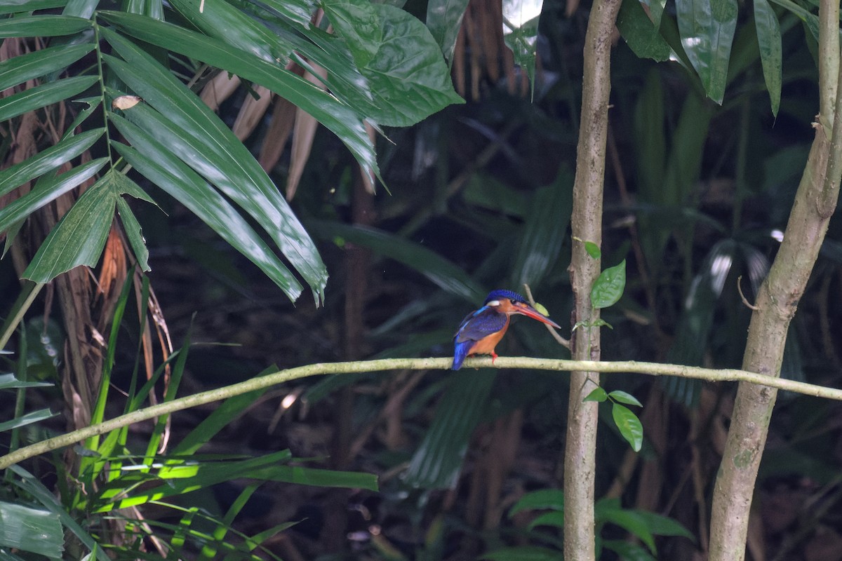 Blue-eared Kingfisher - ML644137646
