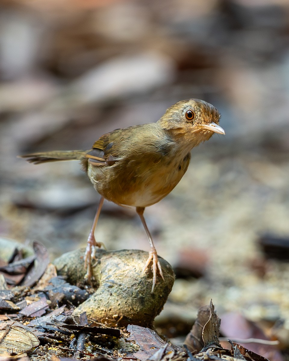 Buff-breasted Babbler - ML644137673