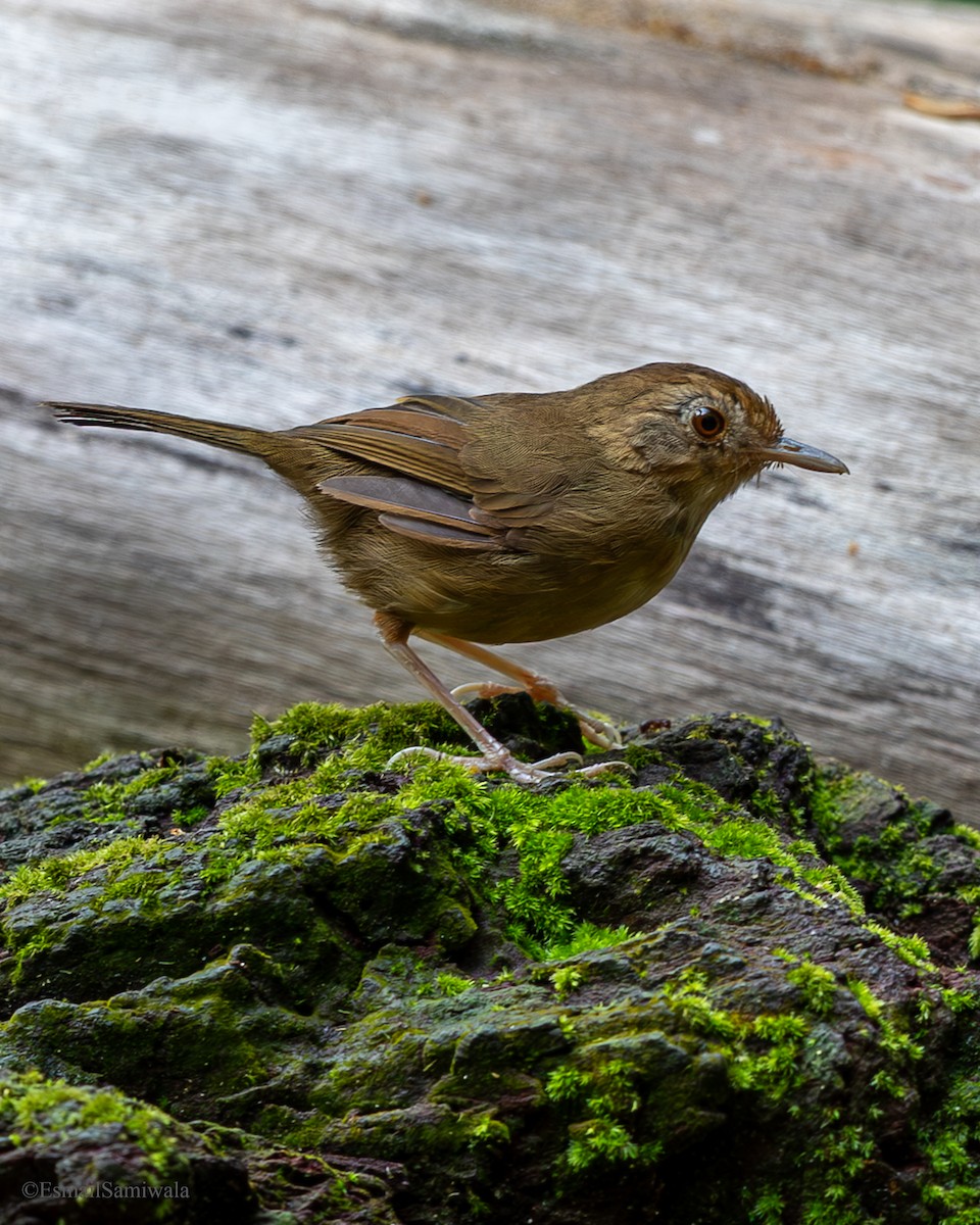 Buff-breasted Babbler - ML644137675