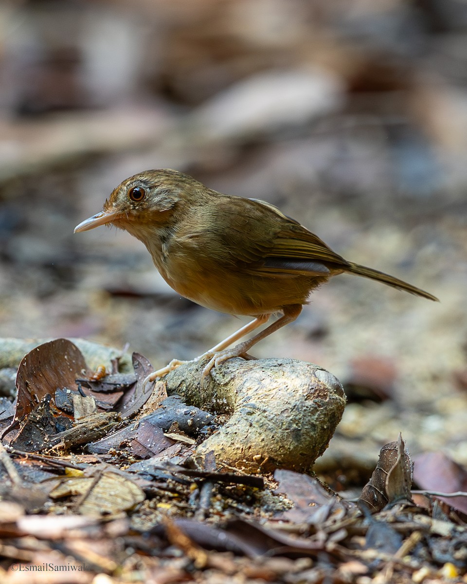 Buff-breasted Babbler - ML644137676