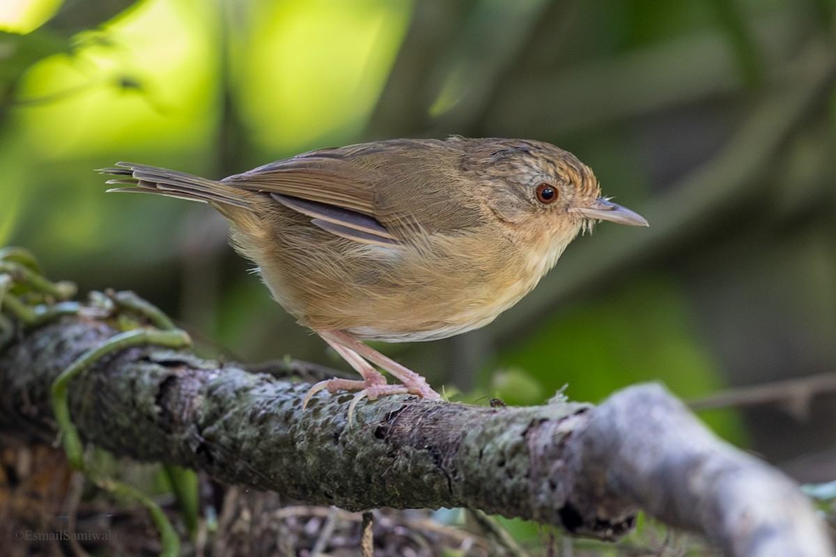 Buff-breasted Babbler - ML644137677