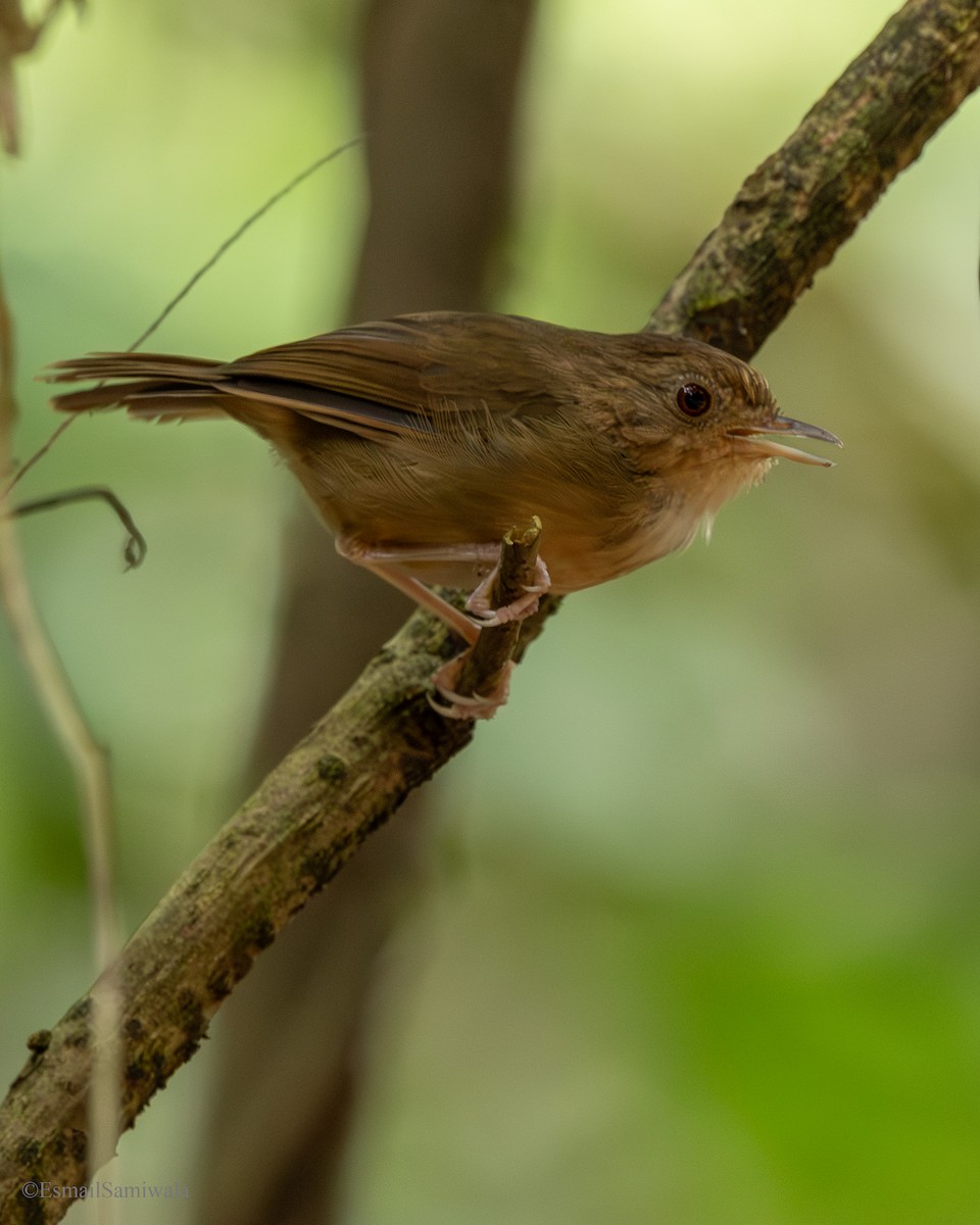 Buff-breasted Babbler - ML644137678