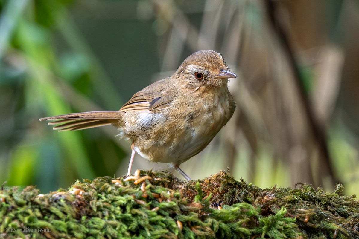 Buff-breasted Babbler - ML644137680