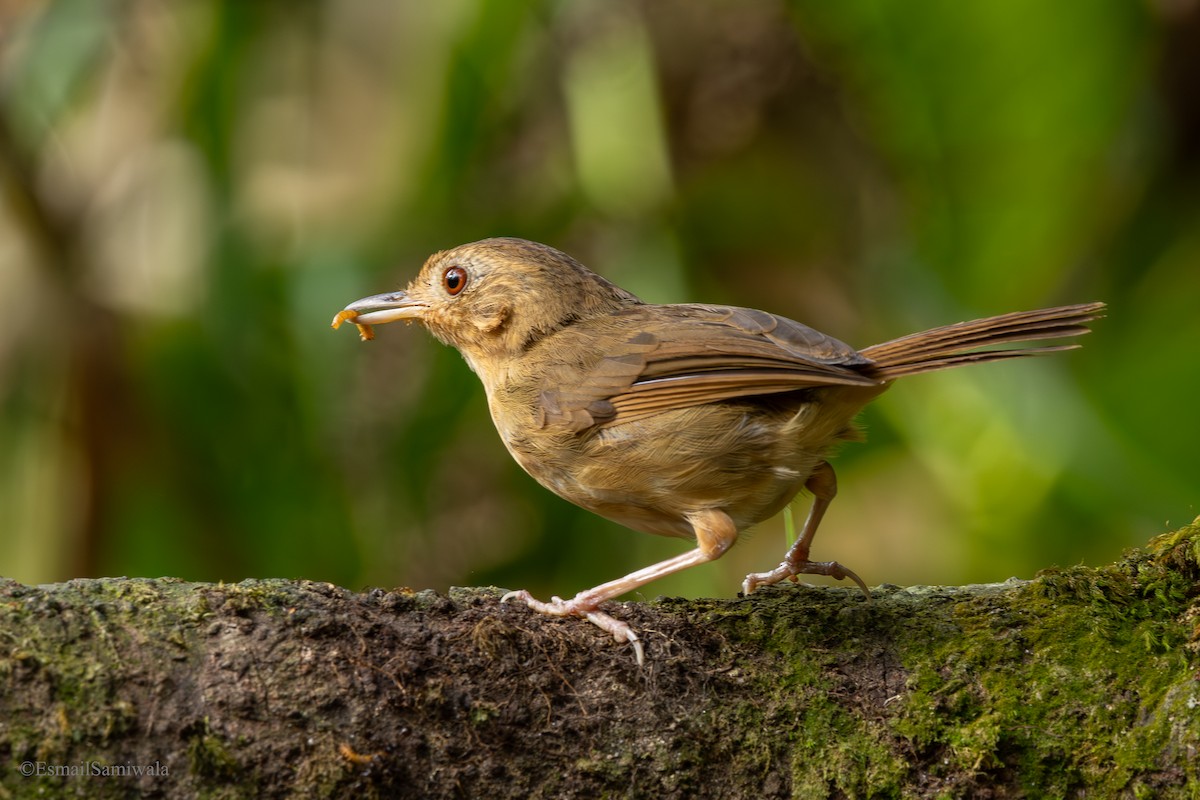 Buff-breasted Babbler - ML644137681