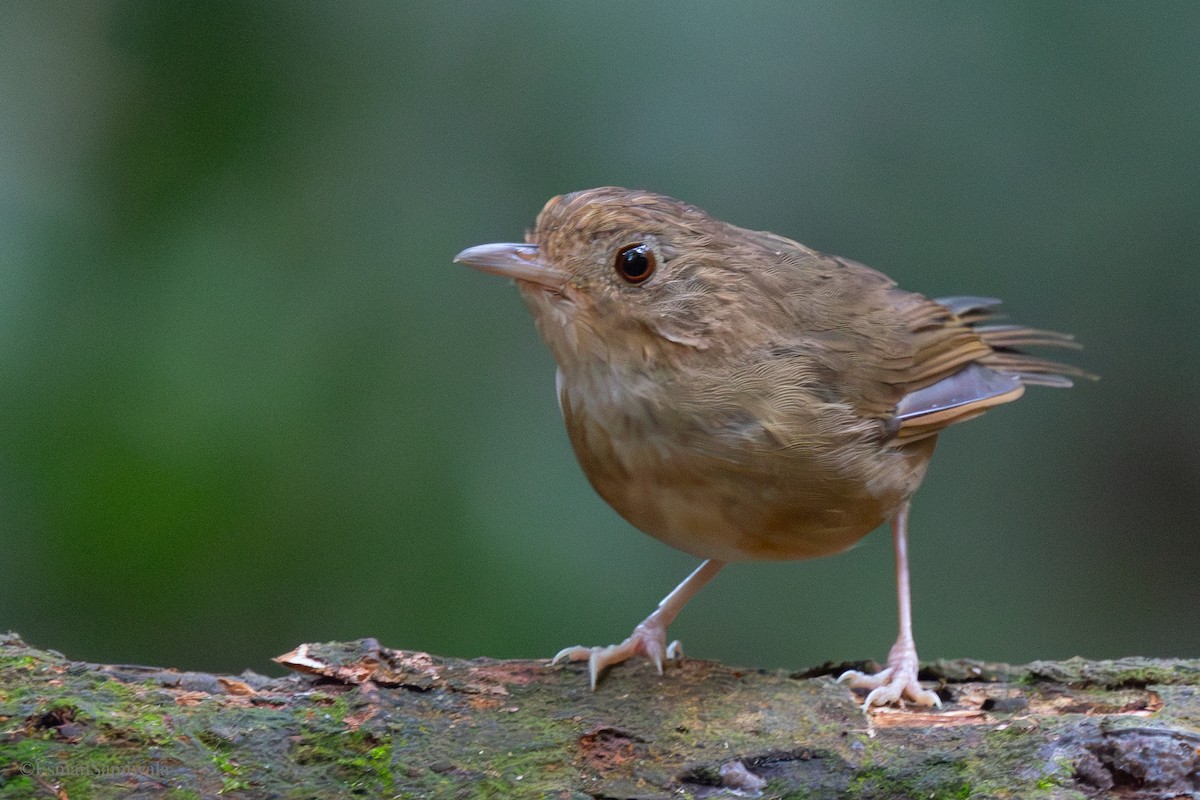Buff-breasted Babbler - ML644137682