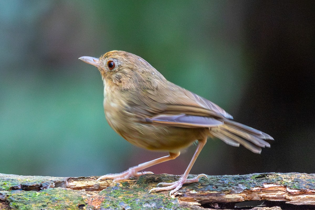Buff-breasted Babbler - ML644137683