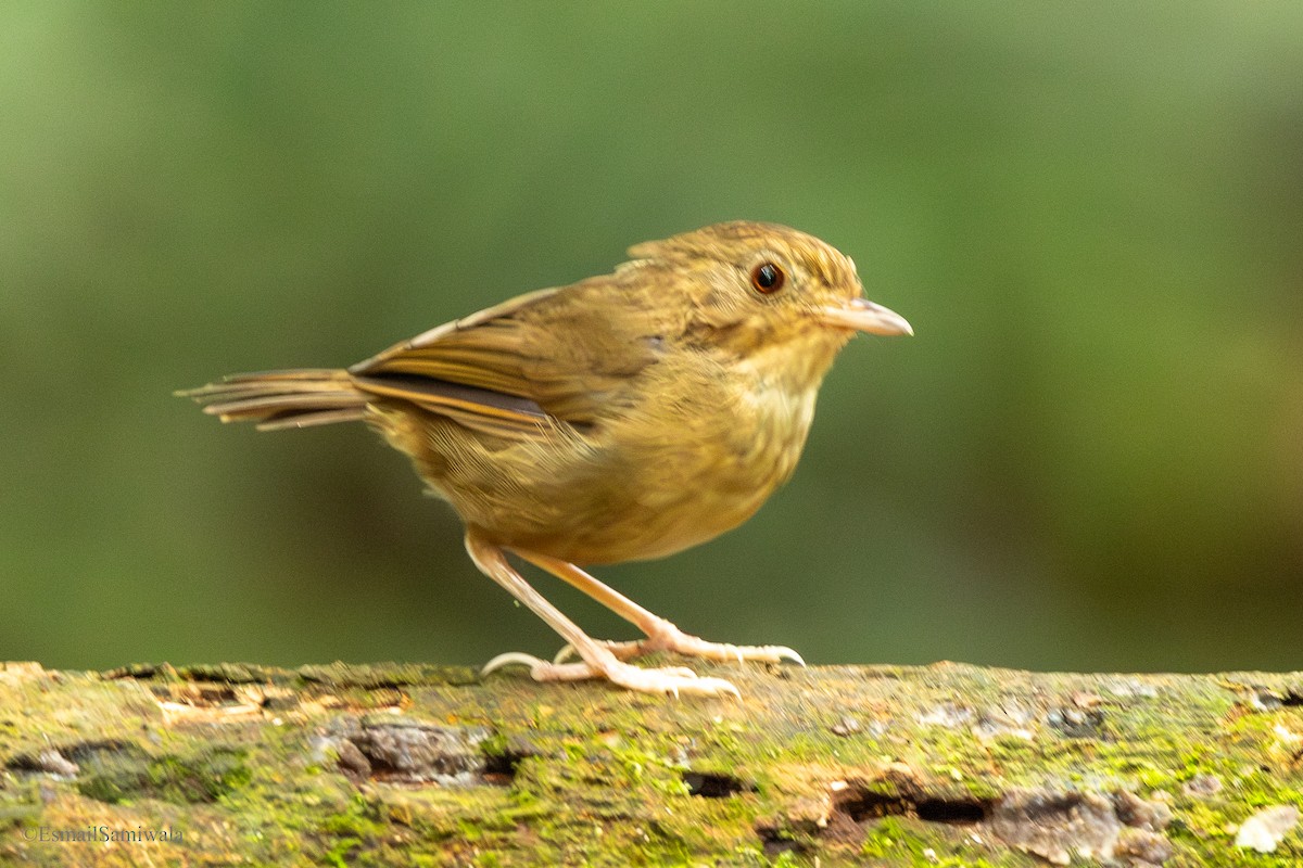 Buff-breasted Babbler - ML644137684