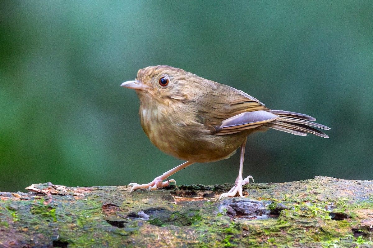 Buff-breasted Babbler - ML644137685