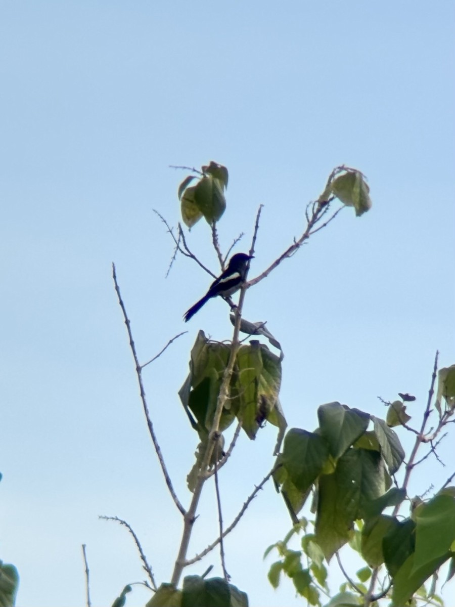 Philippine Magpie-Robin - ML644137700