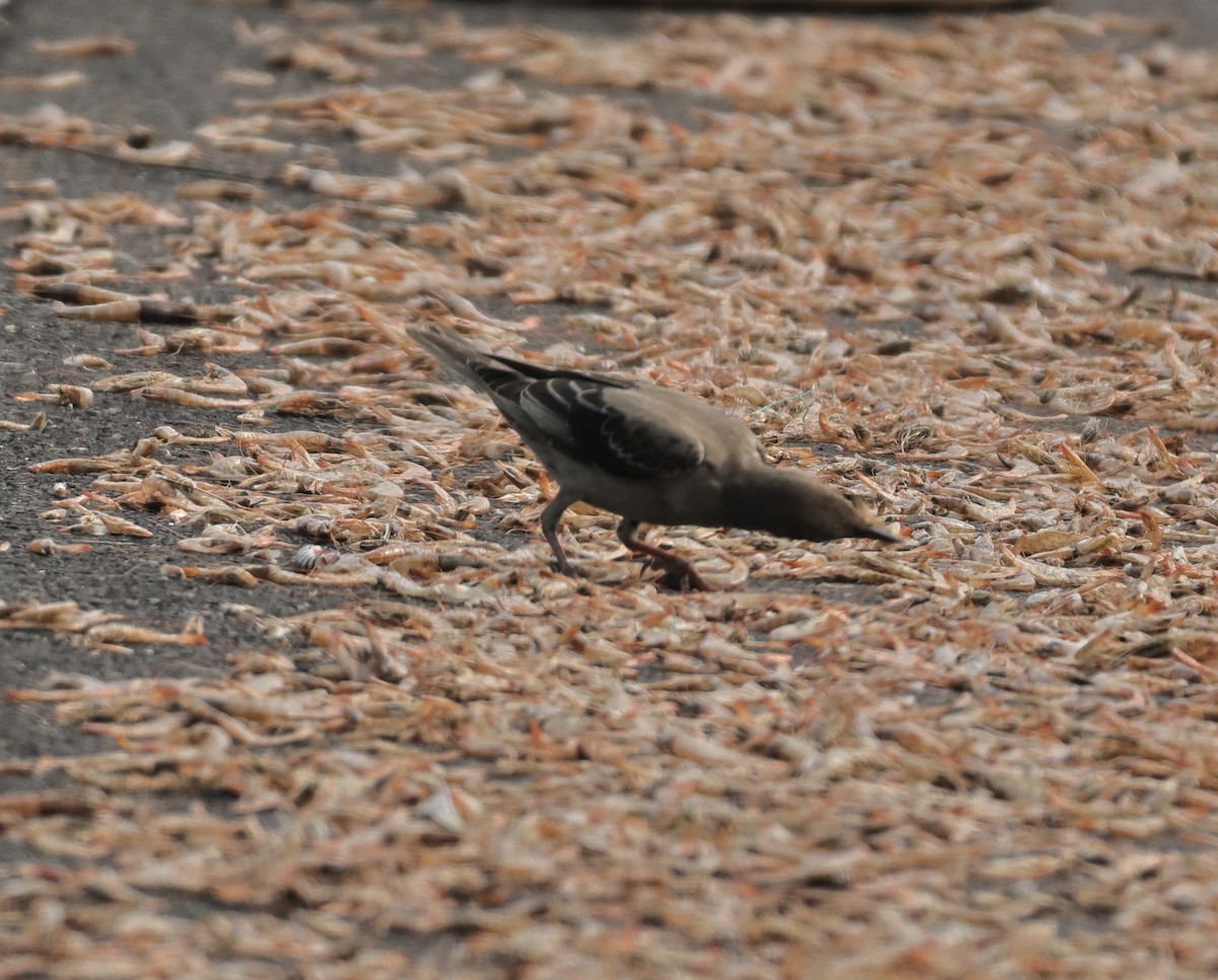 Rosy Starling - ML644137707