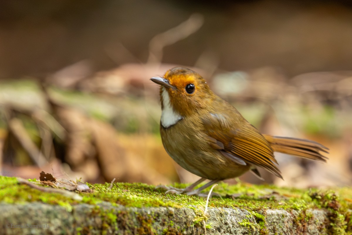 Rufous-browed Flycatcher - ML644137711