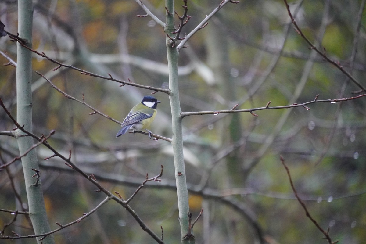 Great Tit - ML644137715