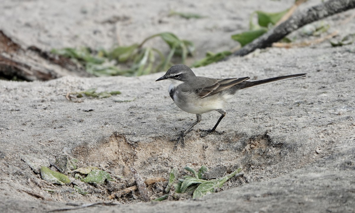 Cape Wagtail - ML644137718