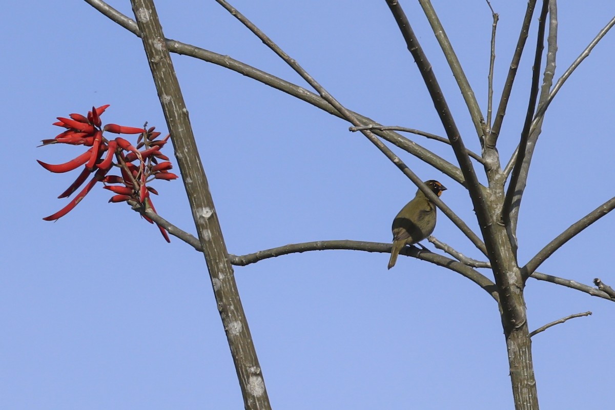 Yellow-faced Grassquit - ML644137722
