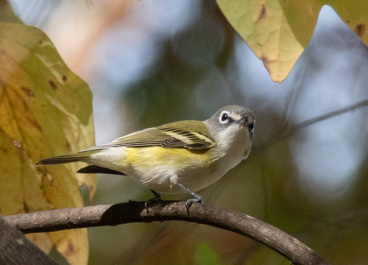 Vireo Solitario - ML644137725