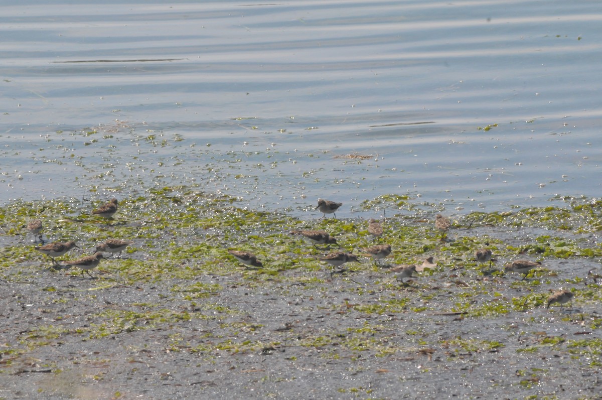 Least Sandpiper - ML644137727