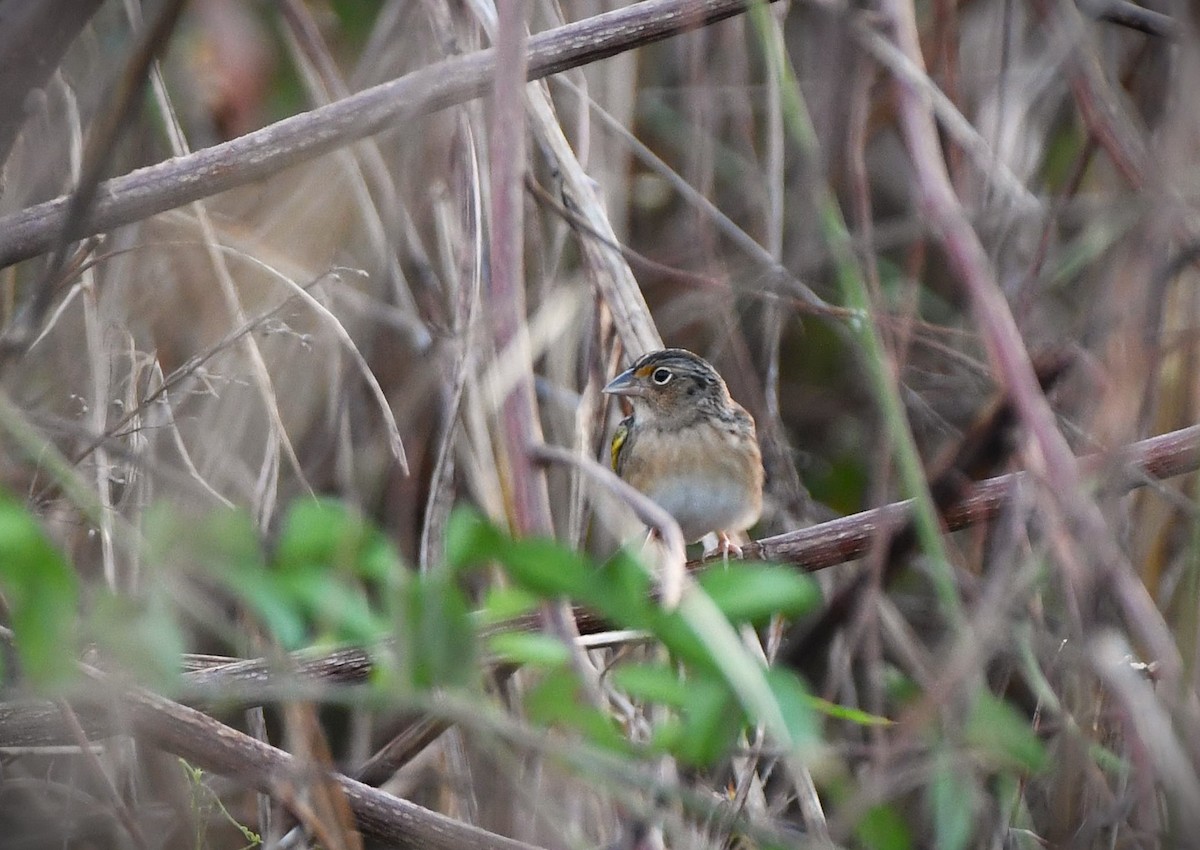 Grasshopper Sparrow - ML644137734